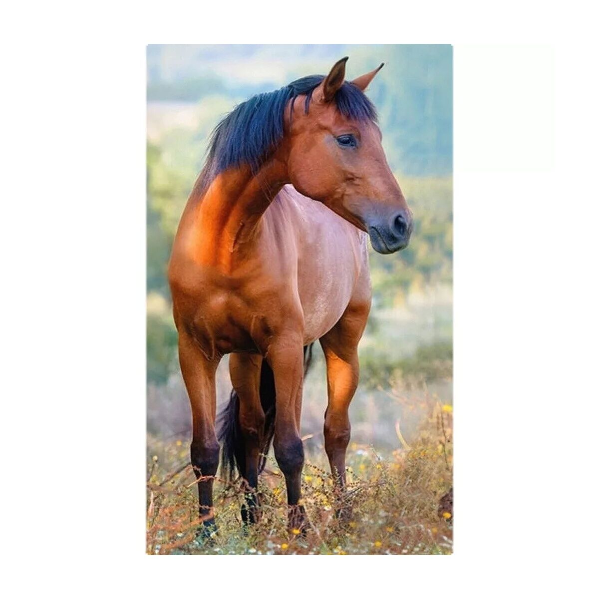 Pferd Brown Handtuch Gesichtstuch, Handtuch 30x50cm